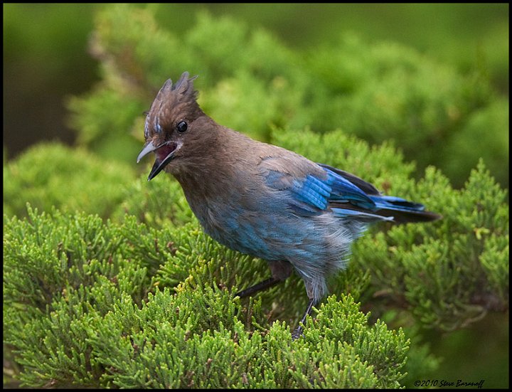 _0SB4646 juvenile stellers jay.jpg